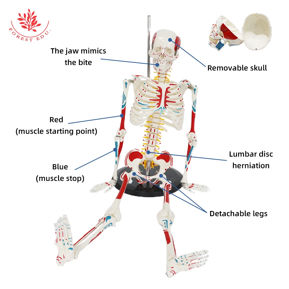 Human Anatomy Skeleton Model FRT008 85cm Whole Body Muscle Painted Include Spinal Nerve Roots and Carotid Artery Medical Science