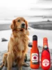 A pet plush toy bottle shape pet bite toy pet relief interactive pet toys can sound pet toys 5