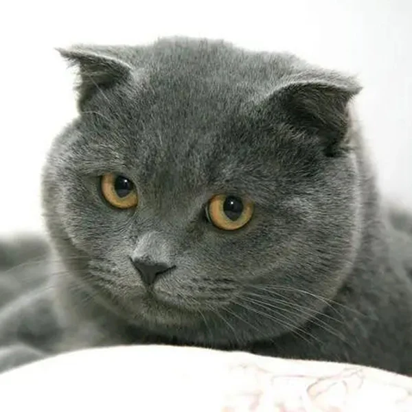 JMYFD Officiial Store