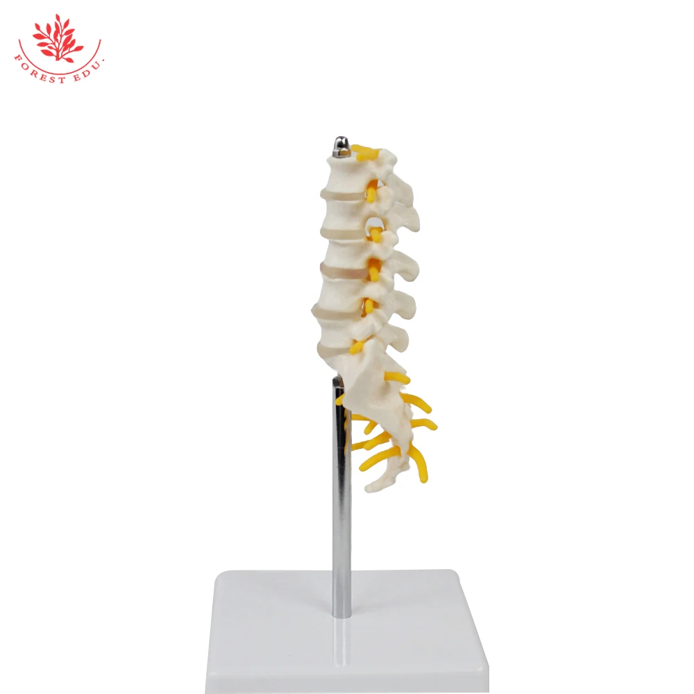 Lumbar Spine Model Mini Size Human Vertebrae with Sacrum&Coccyx and Tail Bone Medical Science For Anatomical Teaching