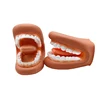 1 Set Dental Model Mighty Mouth Hand Puppet With Tongue For Speech Therapy Dentist / Educational Learning Resource For Children 2