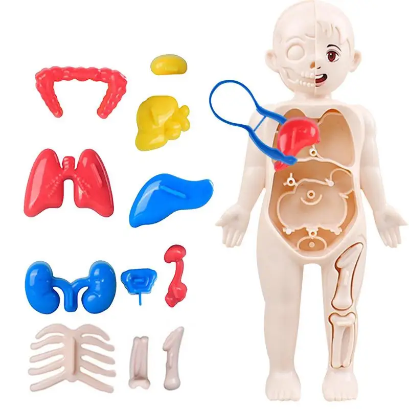 

Human Anatomy Model Anatomy Study Tools Realistic Removable Organ Toy Physiology Study Tools For Kids Girls And Boys