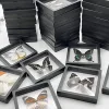 1pcs Real Butterfly Specimen Insect Home Decor Photo Frame   Desk Decoration Figurines Birthday Gift Teaching Training 5