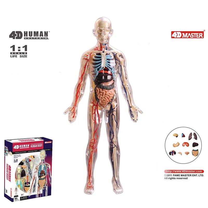 Human Anatomy 1:6 Translucent Person 4d Master Assembling