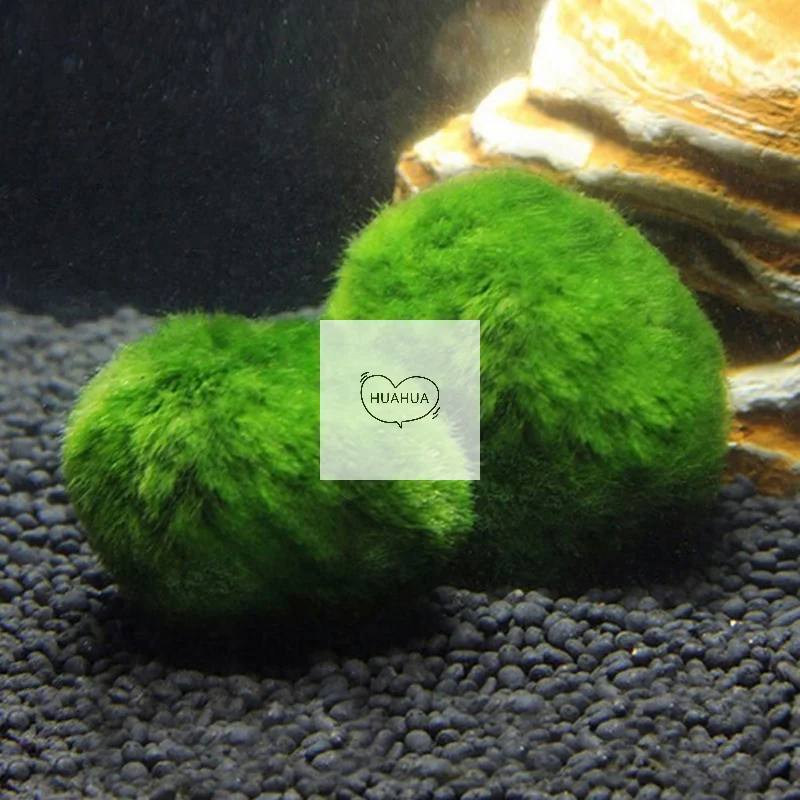 3-4cm Marimo Moss Balls Live Aquarium Plant Algae Fish Shrimp Tank Ornament Simulation Green Algae Balls Artificial Plant