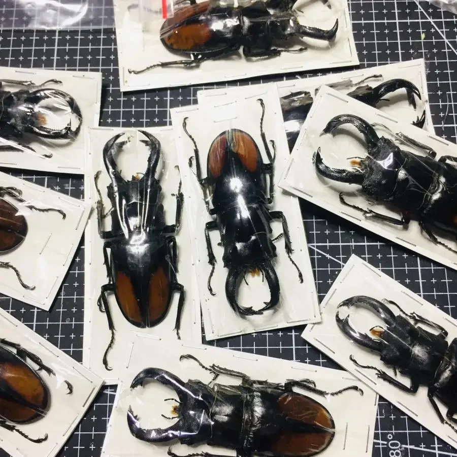 Real Insect Bug Specimen Taxidermia Clear Large Bug  Spiders Beetles Large Insect Scorpion Specimen Craft Decoration 4
