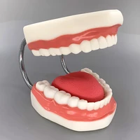 Agrandissement à Six volets, enseignement buccal, matériel dentaire, consommables de dentisterie, prothèse, modèle d'anatomie dentaire, langue 5