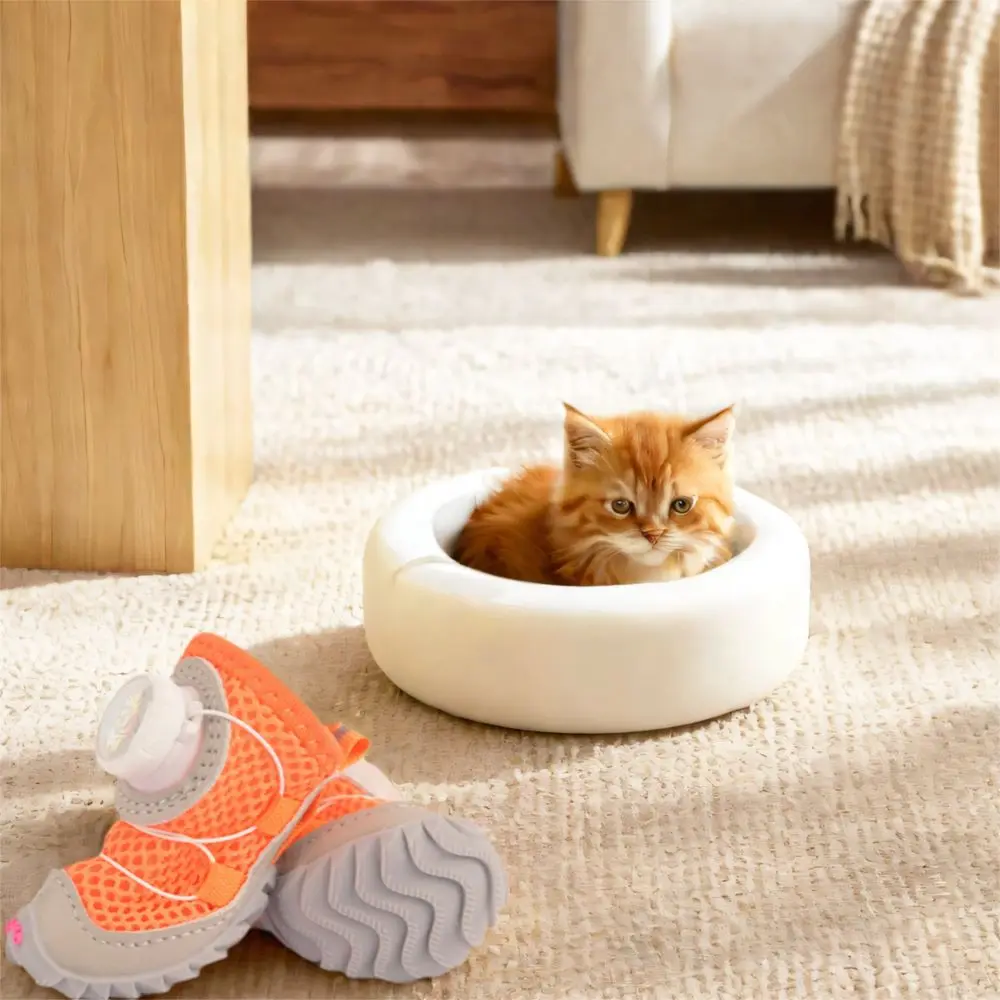 Protective dog boots usage scene