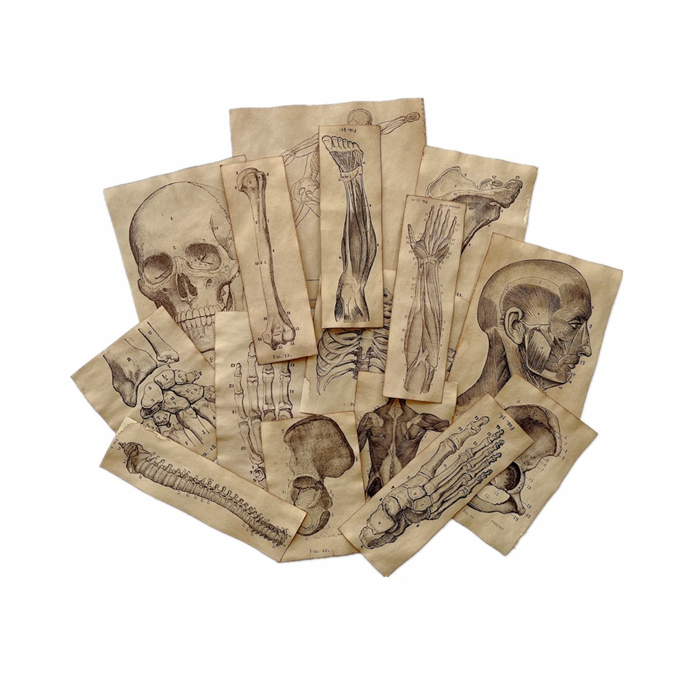 17 Piece Handmade Coffee Dyed Paper Skeleton Human Anatomy Material Paper Pack Junk Journal Ephemera Album Scrapbooking Material