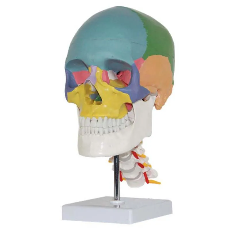 Human Skull Brain Head Model Medical Anatomy Model Medical Science Teaching Resources