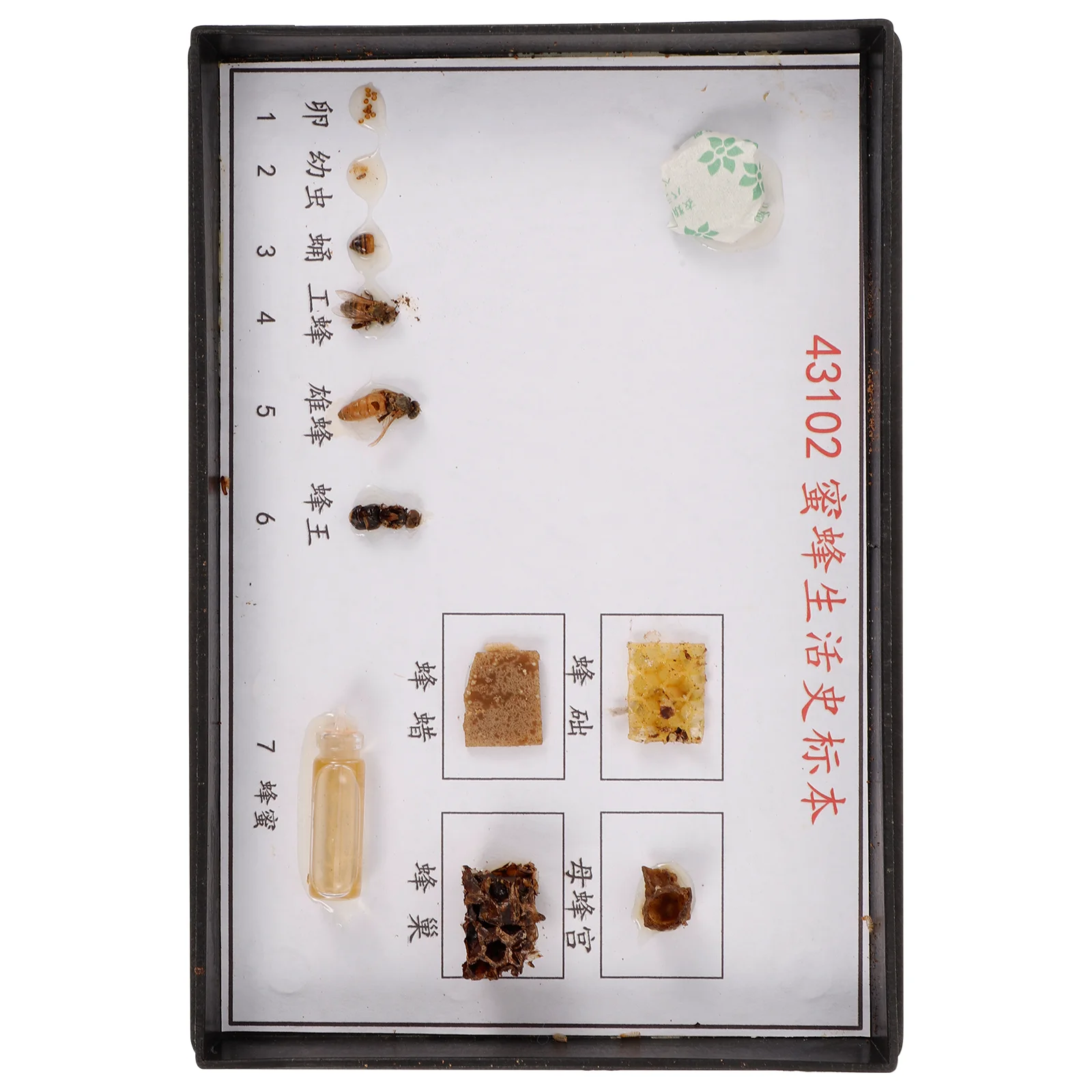 

Bee Specimen Biological Experiment Specimens for Primary and Secondary Schools Wood