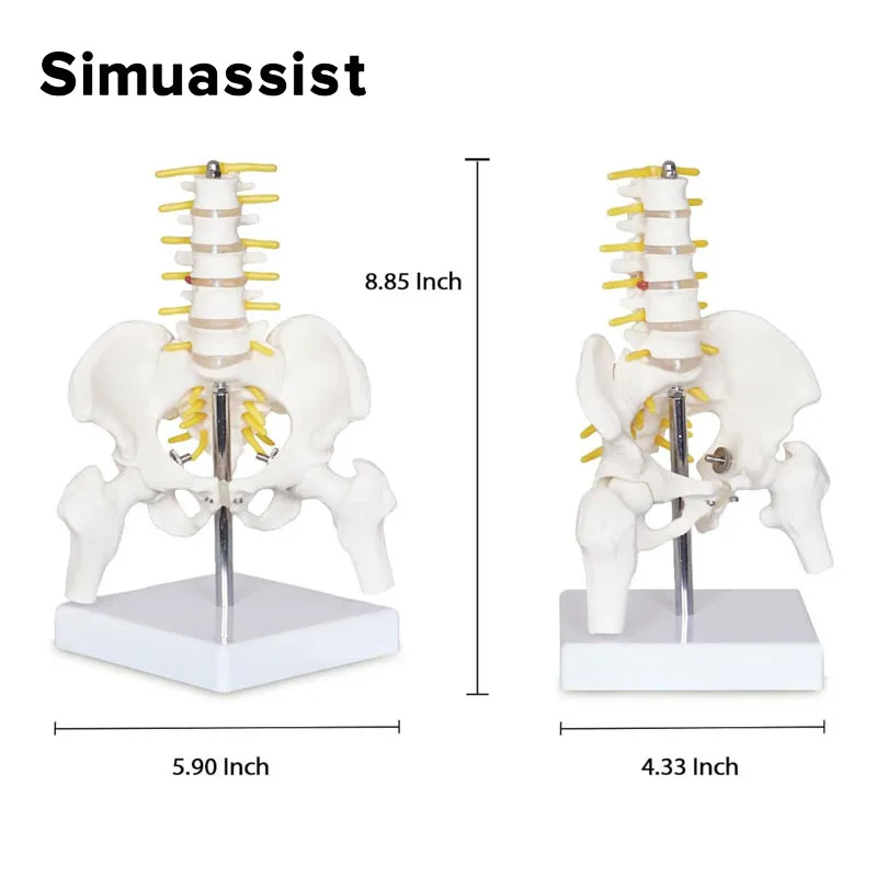 Mini Pelvic Spine Anatomy Model 4