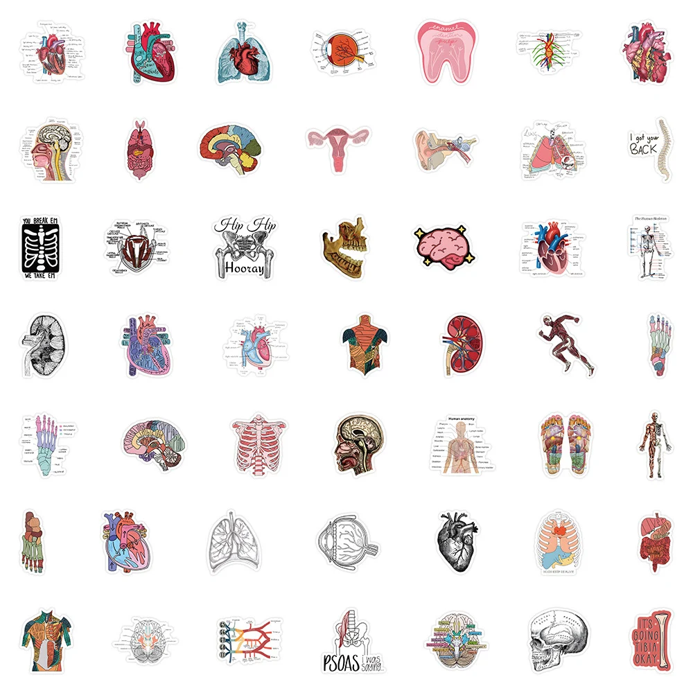 10/30/50pcs Cartoon Human Organ Medical Anatomy Stickers Decals Kids Toy Skateboard Motorcycle Phone Car Cool Waterproof Sticker