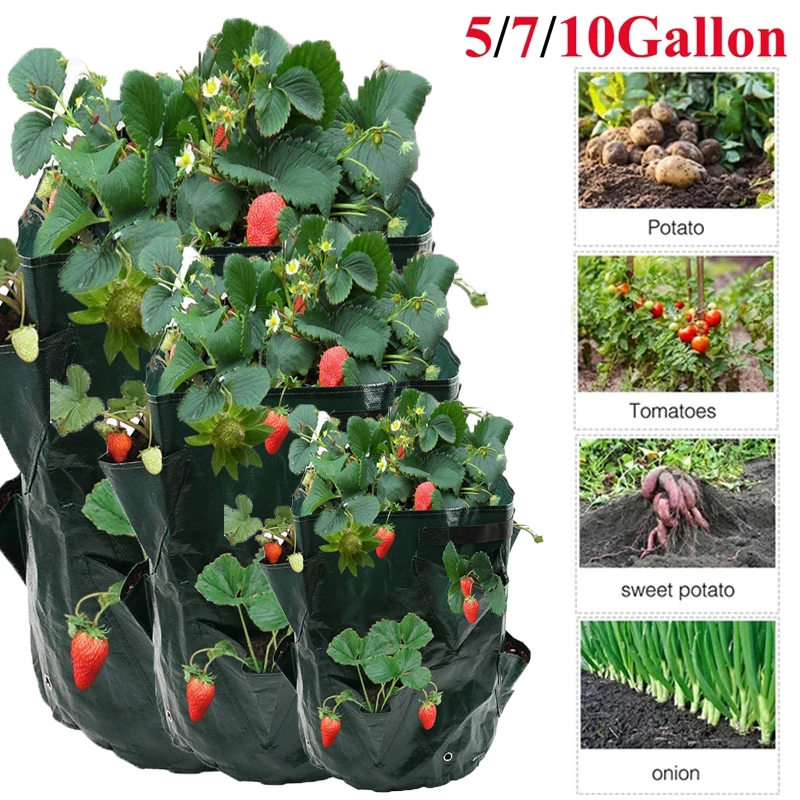 Potato Strawberry Planter Bags Growing Potatoe Strawberry Balcony
