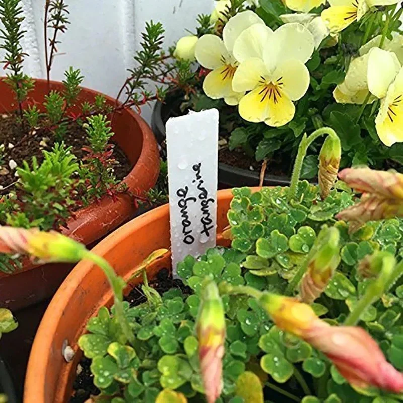 

100 Pcs DIY Garden Decoration Tools Planter Landing Labels Garden Waterproof Plant Plastic Labels Nursery Nursery Tray Markers