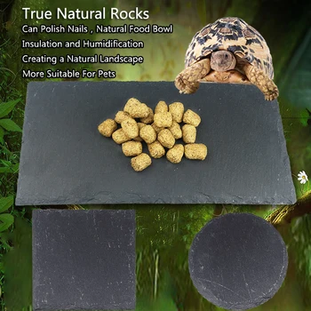 Tortoise Rock Feeding Slab 1