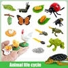 Animal Life Cycle Board Children Toys Montessori Teaching Aids Plant Animal Growth Cycle Model Set preschool cognitive Toys 3