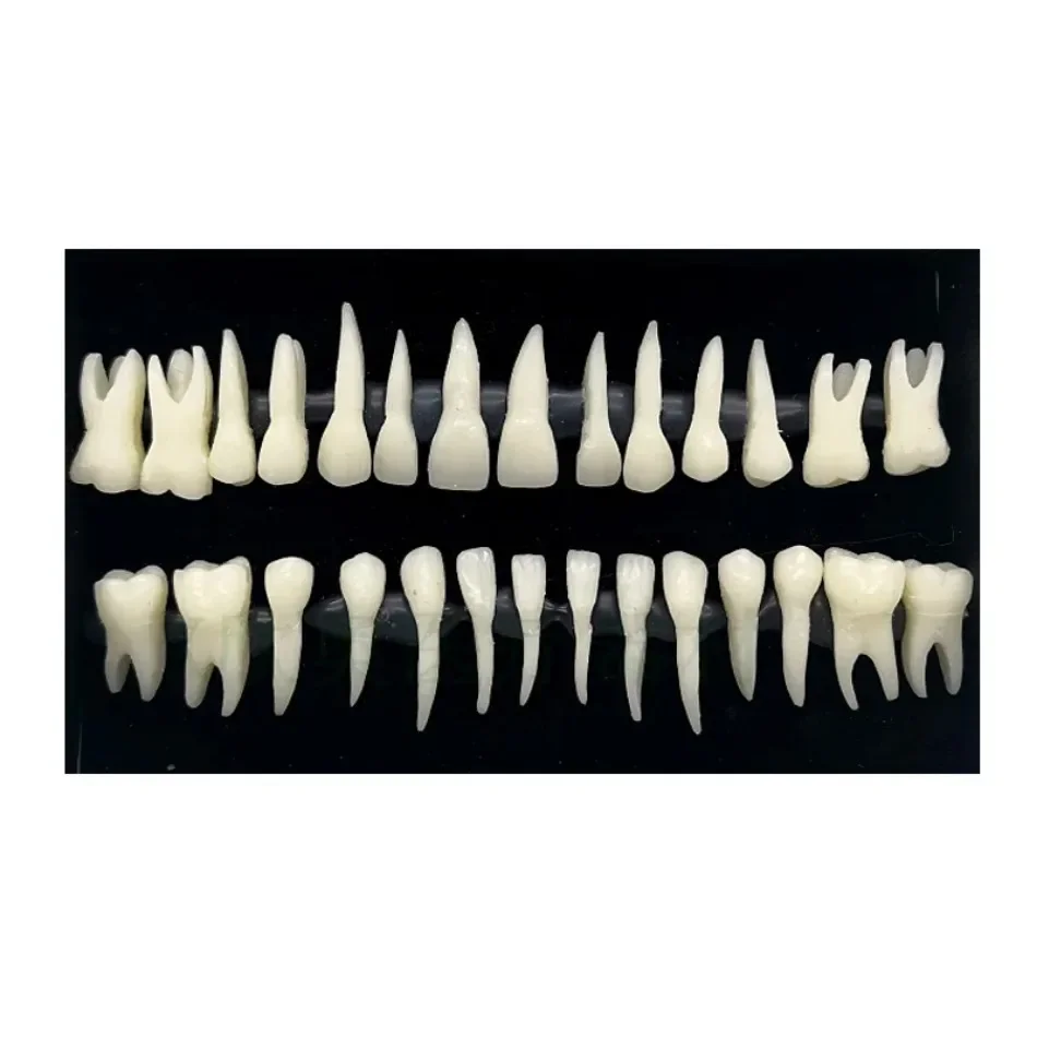 dental-28-permanent-tooth-model-with-root-simulation-isolated-tooth