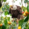 Realistic Owl Bird Repeller Ringing for Outdoor Use Bird Scare and Frighten Bird Keep Birds Away New 3
