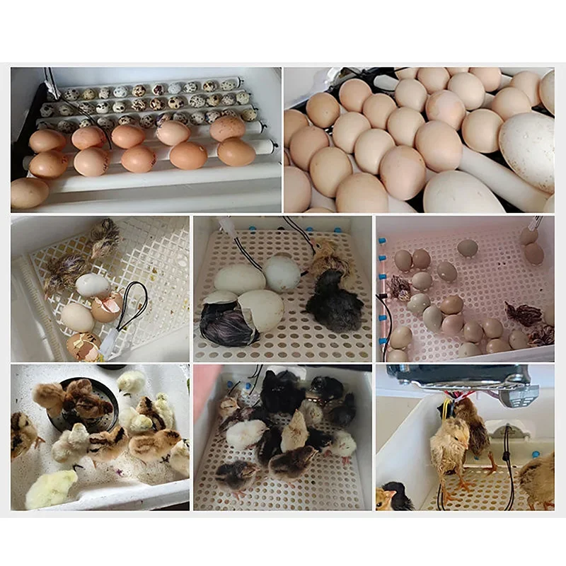

Double Intelligent And Parrot Duck, Fully Egg Incubator Household Peacock Mini Power Pigeon, Chicken, Automatic Goose,