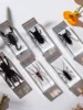 1PC Real Insect Bug Specimen Taxidermia Clear Large Bug Epoxy Resin Stick Insect Insect Scorpion Specimen Craft Decoration 4