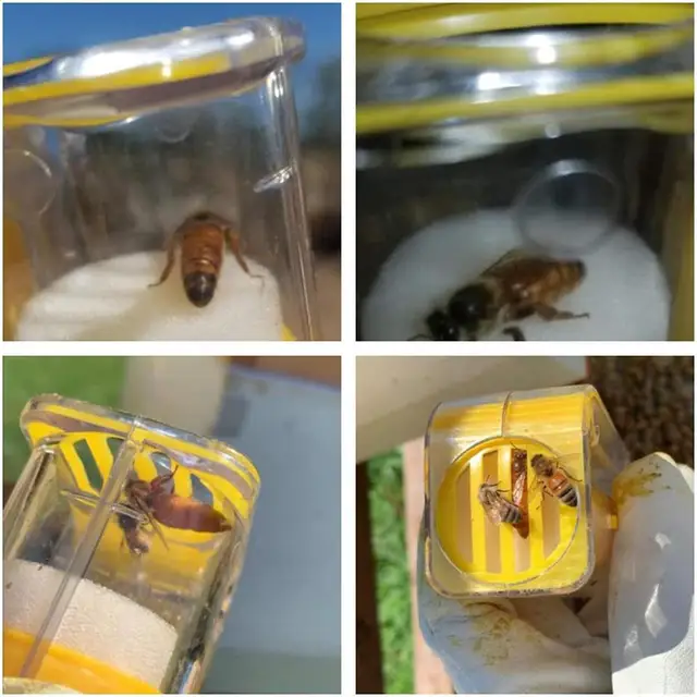 Méhkirálynő Jelölő Fogó Műanyag One Manage Market Palack Dugattyú Plüss Méhész Szerszám Kerti Queen Méh - Image 3