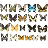 1/5/10/20Pcs Natural Real Beautiful Butterfly Specimens for Hobbies DIY Photo Frame or Home Wall sticker DIY  home decor modern 1