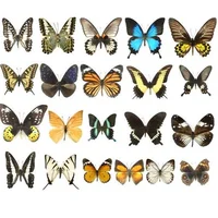 1/5/10/20Pcs Natural Real Beautiful Butterfly Specimens for Hobbies DIY Photo Frame or Home Wall sticker DIY  home decor modern 1