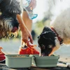 Portable Thickened Folding Pet Double Bowls Tableware Travel Dog Feeder Bowls 2-in-1 Pet Outdoor Travel Supplies 3
