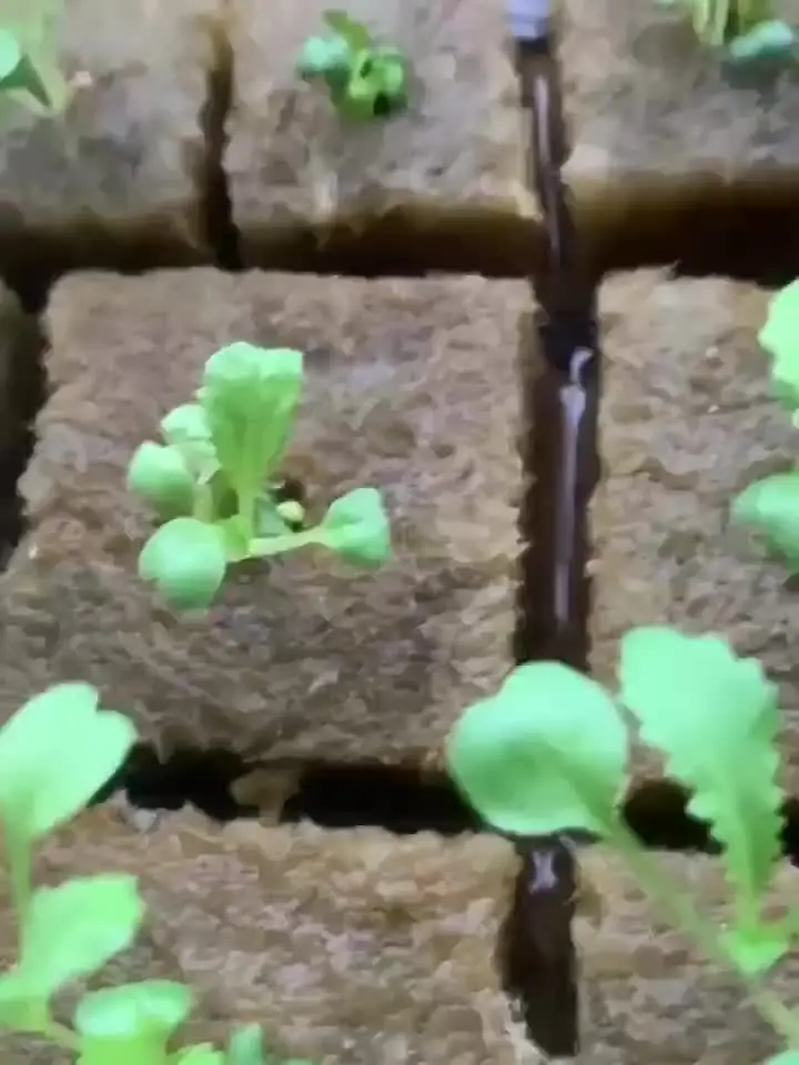Рокшерстяные кубики для рассады