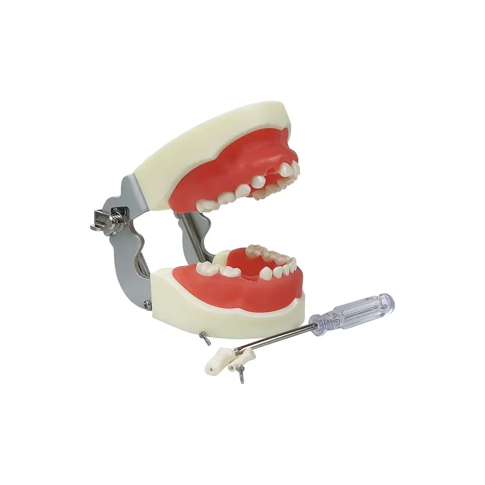 Dental Model With 24/28/32 Screw-in Teeth Tooth Model For