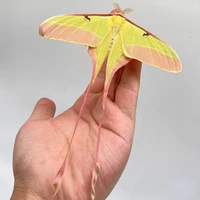 Real insect specimen Actias dubernardi Oberthur Collection hobby DIY crafts home decoration 1