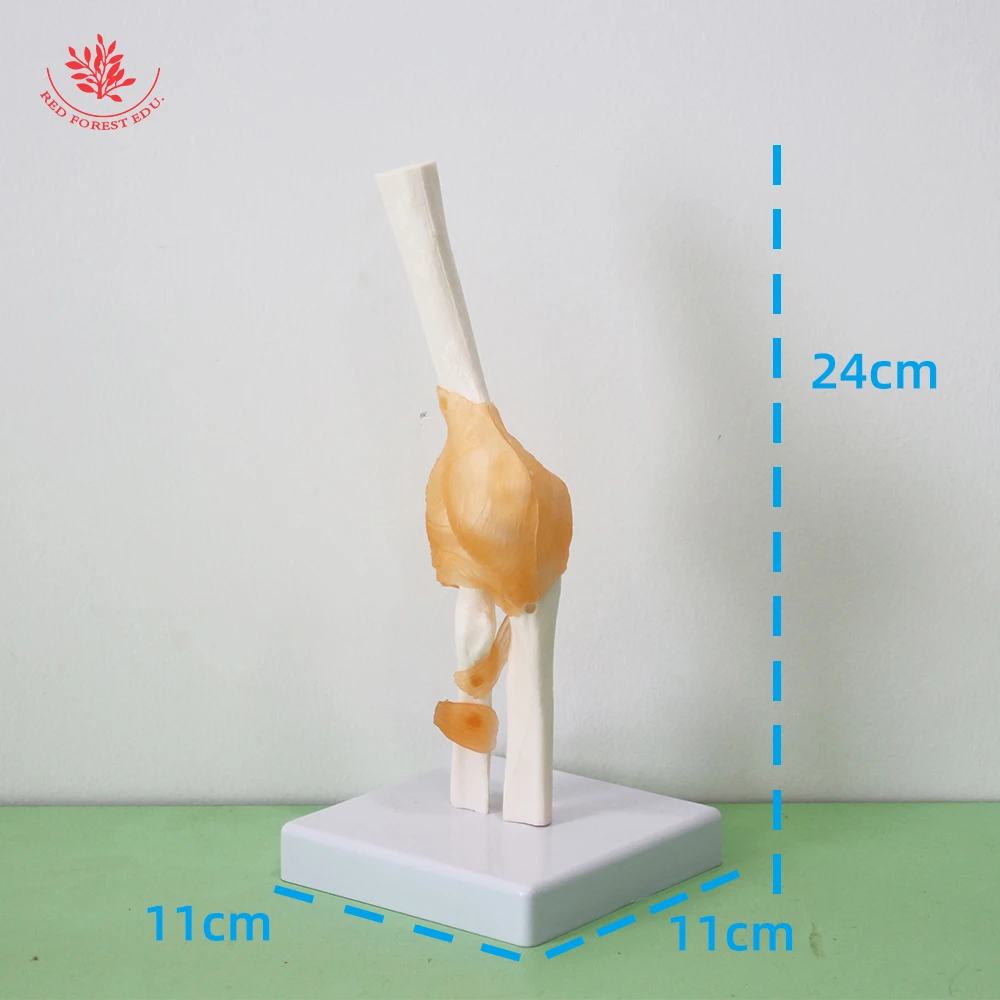 Human Joint Model Life-size One Set Ligament Hand Shoulder Elbow Hip Knee Foot FORESTEDU Medical Science Educational Tools