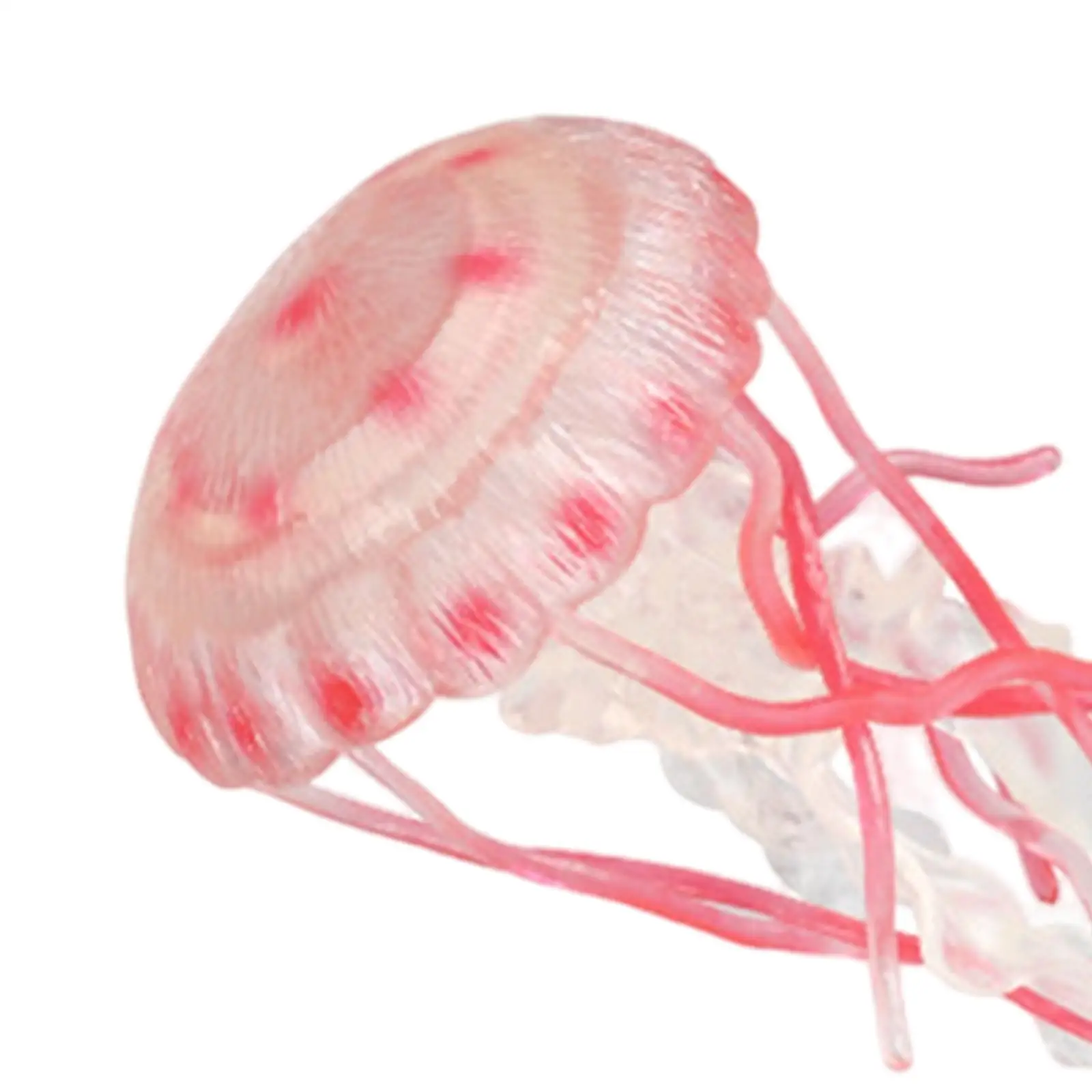 Jellyfish Growth Cycle for Boys Girls Teaching Tools Science Cake Toppers Realistic Animal Growth Cycle Figures Montessori Toys 5