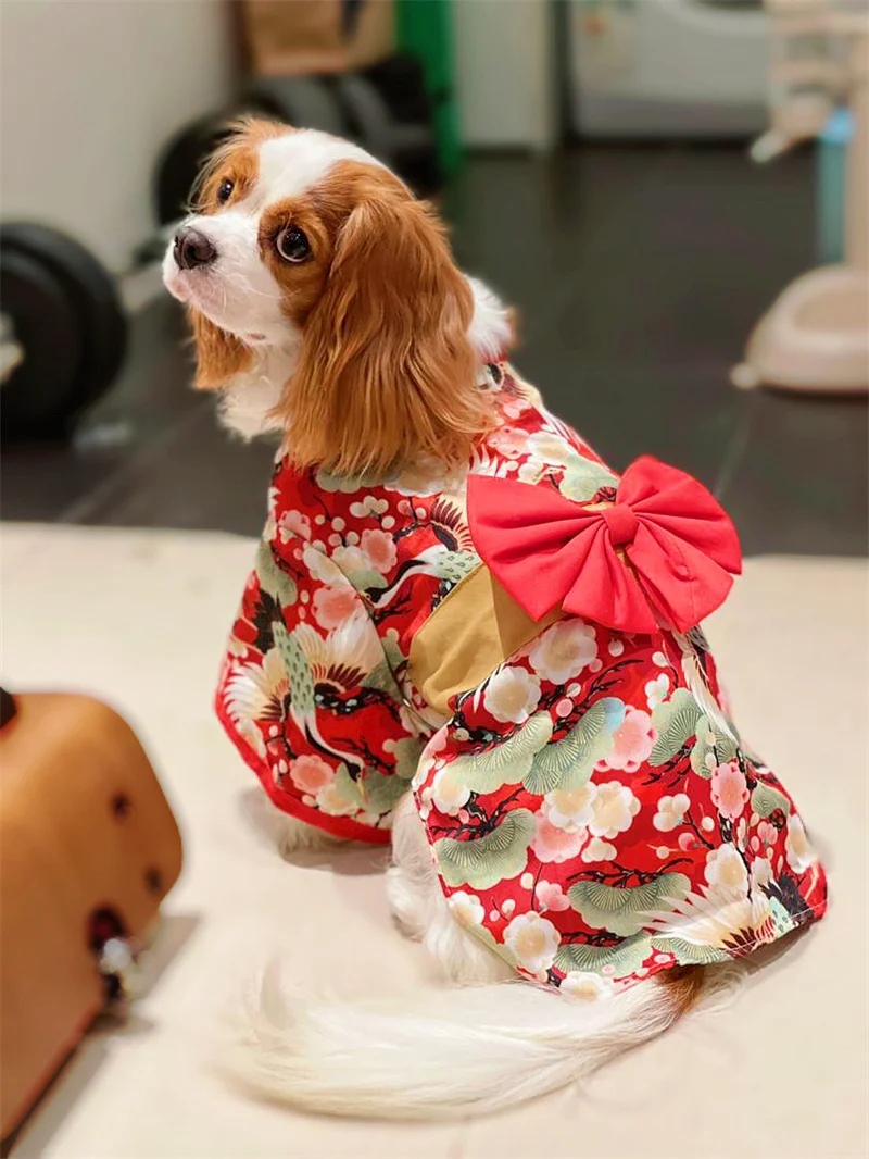 Costumes Japanese Samurai Dog Dog With Japanese Sword Portrait