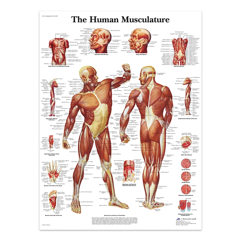 Body Structure Skeleton & Nervous System Anatomy Canvas Art - Educational Medical Decor Print