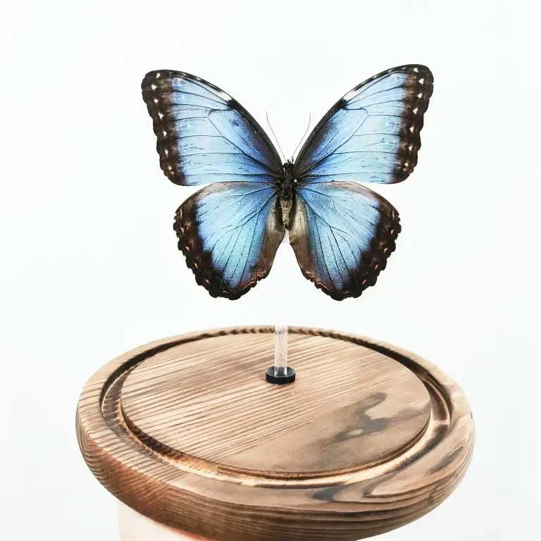Morpho Menelaus Blue Flash Butterfly Real Butterfly Specimens Wings Have Spread Out Entomologist Insect Lover 5