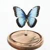 Morpho Menelaus Blue Flash Butterfly Real Butterfly Specimens Wings Have Spread Out Entomologist Insect Lover 5
