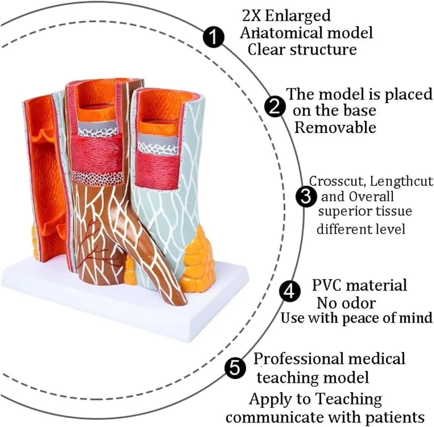 14X Human Vascular Anatomy Model Arterial and Venous Vessel ...