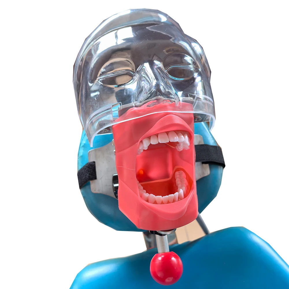 Dental Simulator Manikdin Phantom Zahn Modell Für Zahnarzt Stagübungen Lehrmodell Abnehmbare Harz Zähne Weiches Zahnfleisch