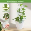 2/4/6/8/10PCS Transparent Acrylic Trellis for Indoor Plants,Curved Plant Stakes for Climbing Vines, Hoya, Pothos, and Ivy 4