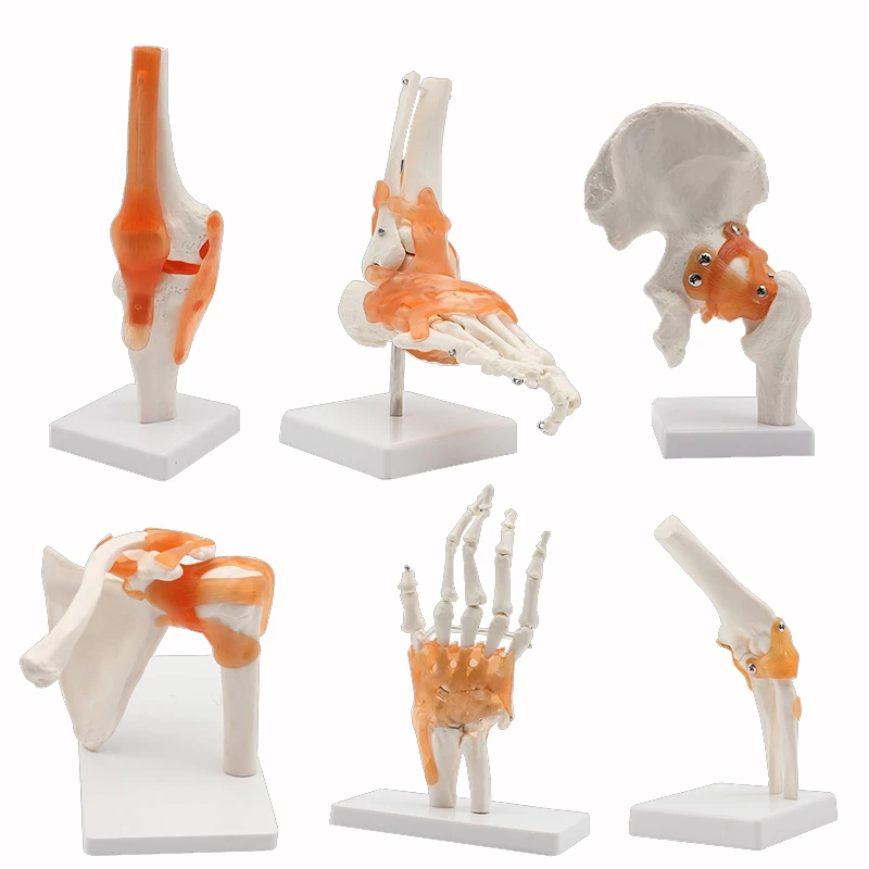 Human Skeleton Joint Anatomy Models Knee Elbow Foot Hand Shoulder Hip Joint with Ligaments Medical Science Teaching Supplies