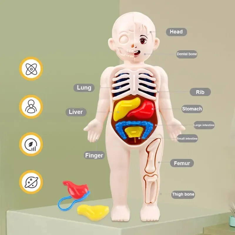 Human Body DIY Assembly 3D Puzzle Anatomy Model Teaching Process Organ Assembled Toys Body Organ Education for Children