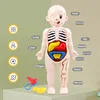 Human Body DIY Assembly 3D Puzzle Anatomy Model Teaching Process Organ Assembled Toys Body Organ Education for Children 3