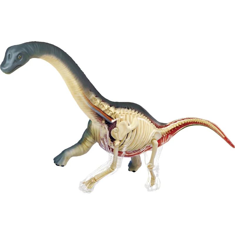 

4D видение животных Brachiosaurus (полный скелет) Анатомия Игрушечная модель динозавра коллекция скульптур модель