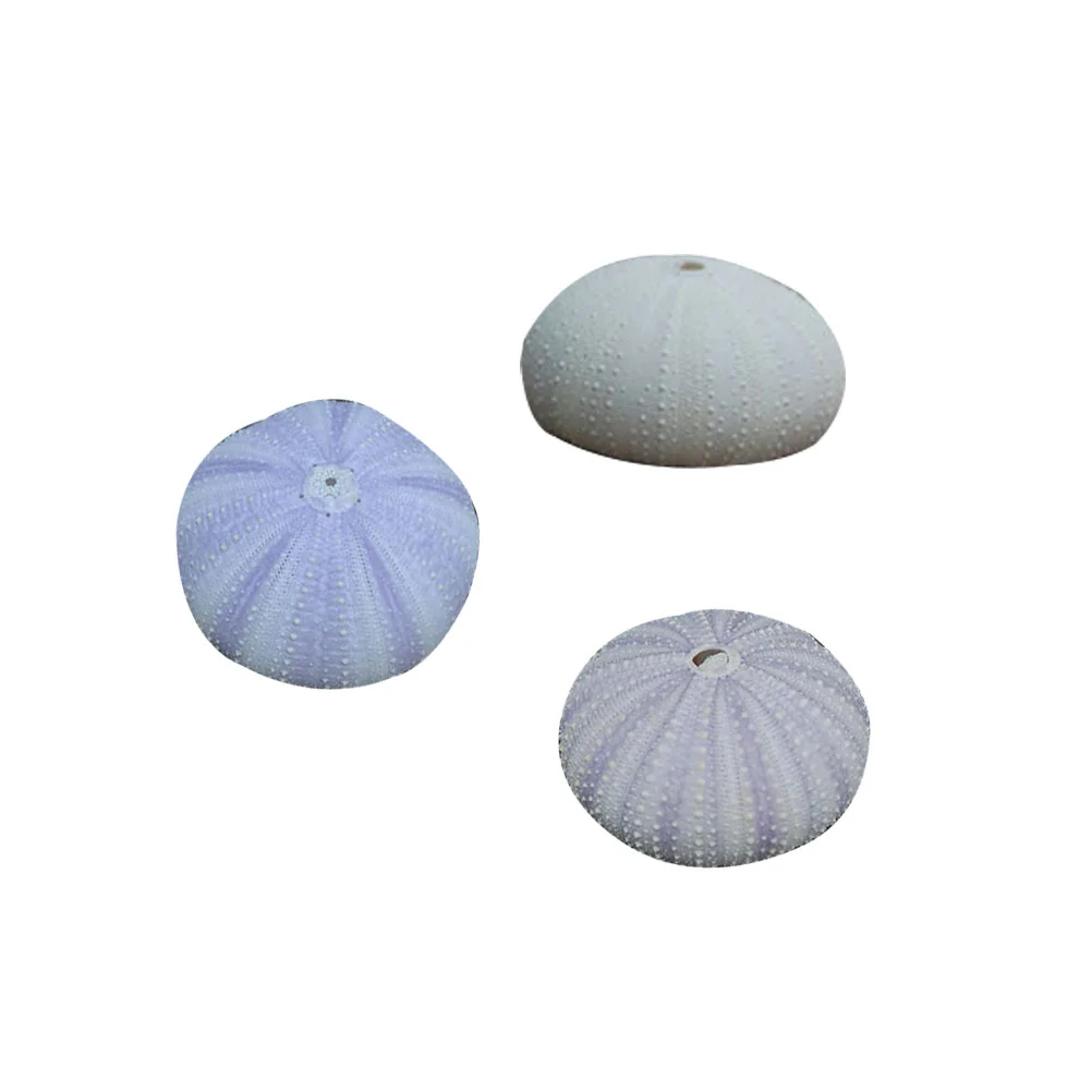 3 Pcs Desktop Shell Ornament Dried Small Planting Holder Sea Urchin Shells