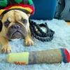Interactive Dog Sound Toy Green Simulation Cigar Plush Pet Toy for Handsome Dogs Wholesale Available 5