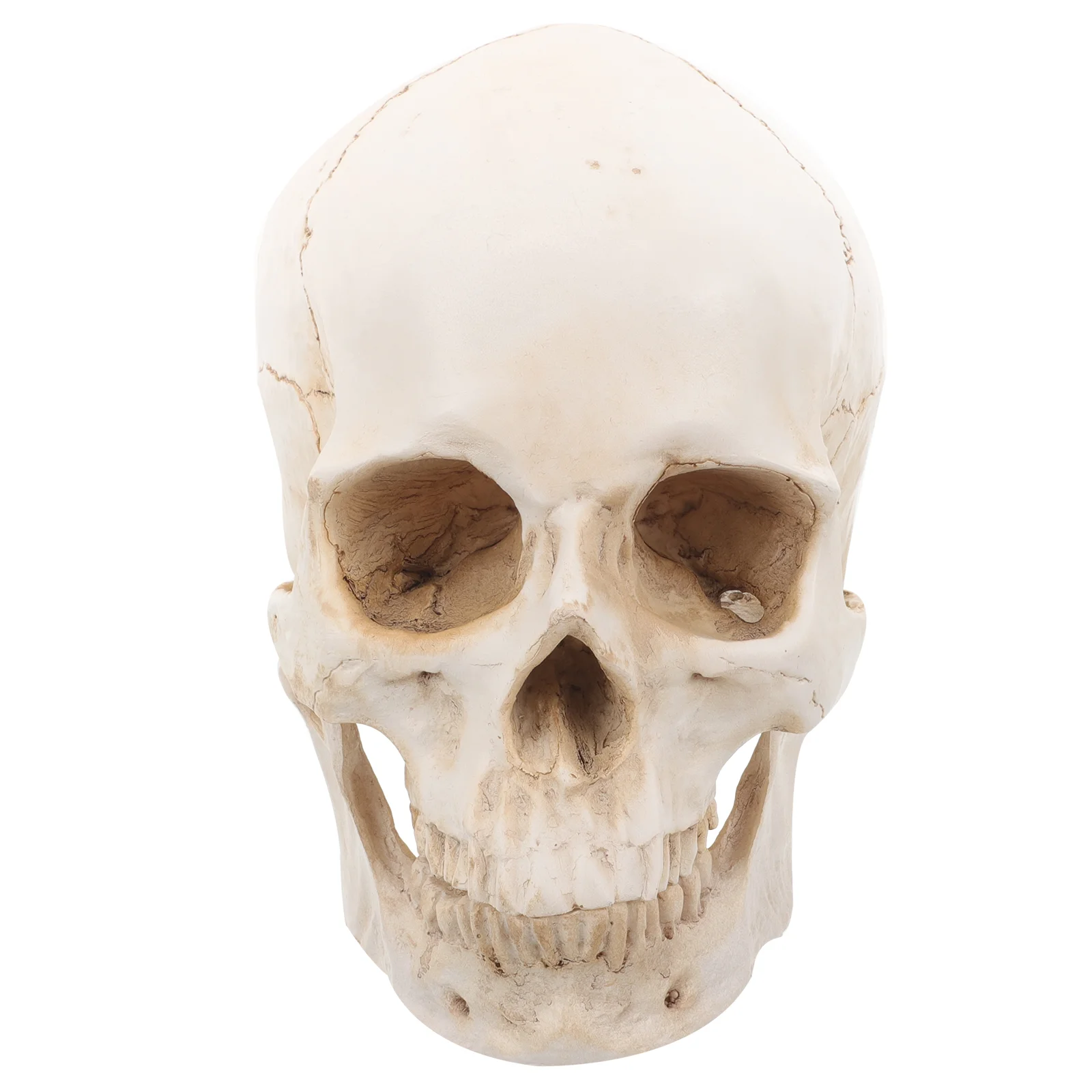 

Resin Skull Model for Education Plaster Statue Detachable Head Teaching Human Learning