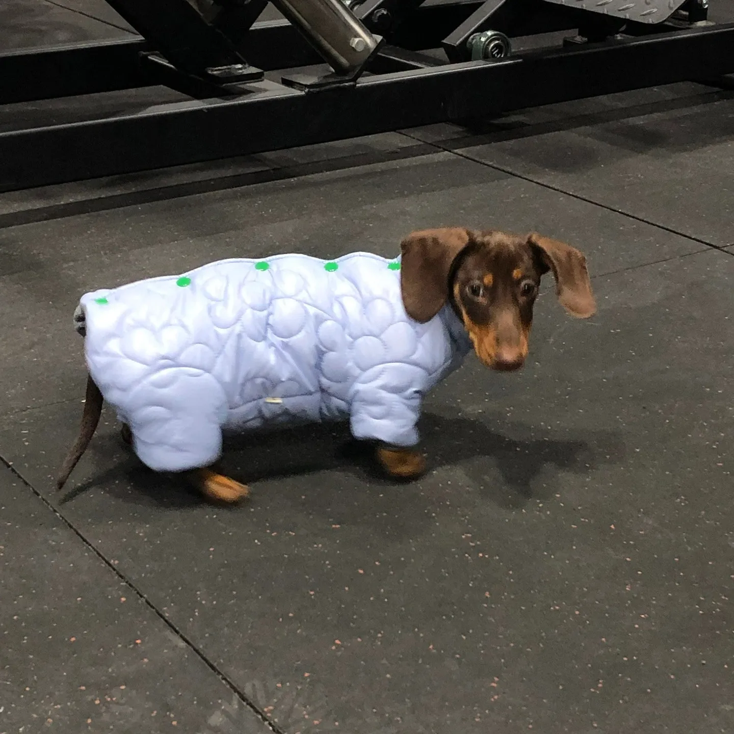 autumn-winter-dachshund-clothes-thick-warm-short-leg-puppy-outfit