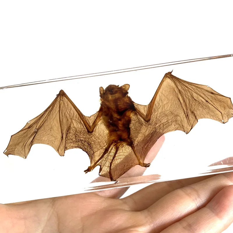 Bat specimen animal paperweight bat Taxidermy Collection embedded In Clear Lucite Block Embedding Specimen